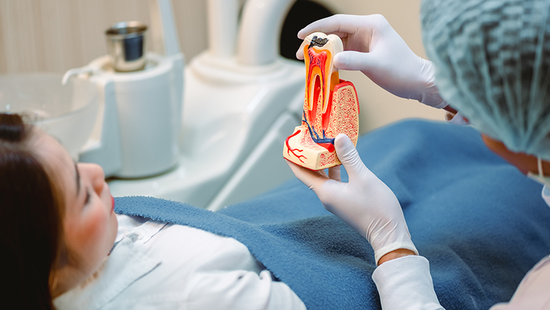 Dentist examining teeth patients in clinic for better dental health and a bright smile.Doctor showing a model of a tooth explaining about a root canal.Dentist tools and equipment.